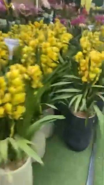 Цветочный рынок Гж #бизнесскитаем #товарыизкитая #кит?
