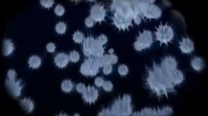 Как сохранить своё здоровье  Коралловый Клуб