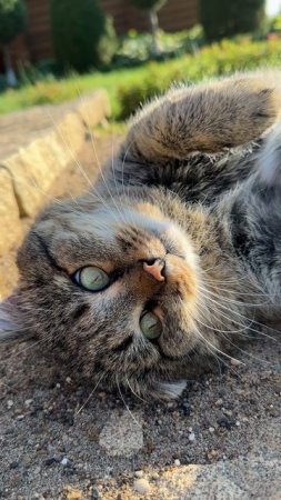 Милые котики. Столько всего интересного летом.