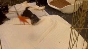 Йорки. Щенки. Продажа.