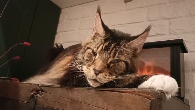 Кот🔥Релакс🔥#кот #котики #кошки #релакс #подпишись #ме