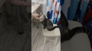 Фотосессия Фисташки. Или..........Переезд домой.