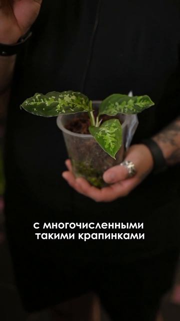 Топ редких растений в Казани на этой неделе! смотреть онлайн