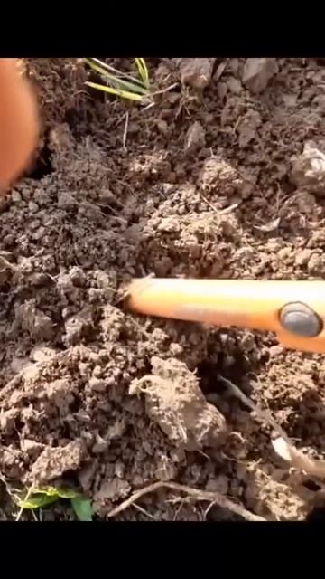 #metaldetecting #noktasimplex #находки #копатыч #монеты #коп #металло смотреть онлайн