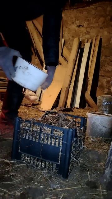 Как утеплить воду в курятнике. Лайфхаки. #домвдеревне # смотреть онлайн