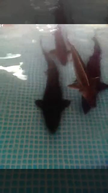 Развожу Осетровых рыб в бассейне смотреть онлайн