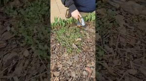 Аккумуляторные ножницы для стрижки травы WORX WG801E #worx