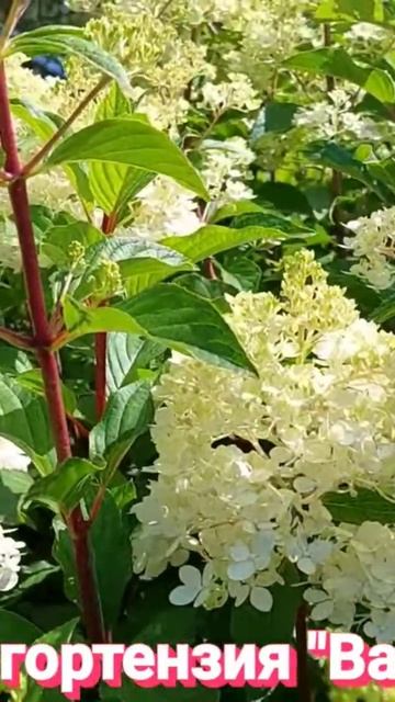 Гортензия метельчатая смотреть онлайн