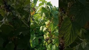 Обзор сорта черной смородины "Черешневая"