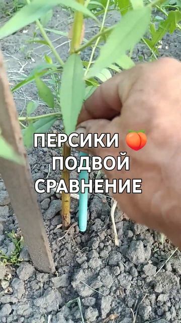 подвой персики Маньчжурский, Хасанский клон Железова смотреть онлайн
