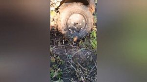 Копаем картошку мотоблоки Huter 7800.Картофелекопалка вар