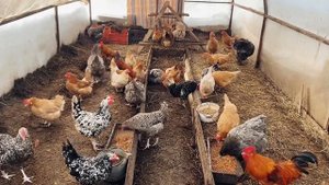 КУРЫ ВСЮ ЗИМУ НЕСУТСЯ В ТЕПЛИЦЕ!!ЭКОНОМНОЕ СОДЕРЖАНИЕ?