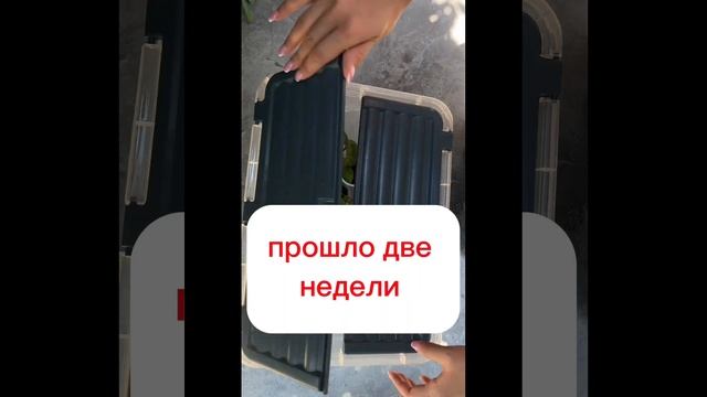 Лагерстремия(индийская сирень ) размножение смотреть онлайн