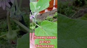 Почему плохо растут баклажаны после высадки в грунт