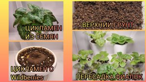 Немного о цикламенах. Верхний грунт для фиалок. Пересадки фиалок.