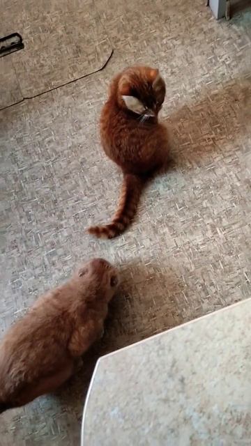 У меня есть дома кот🤣#котики #коты #приколы #рекоменда смотреть онлайн