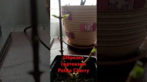 Обрезка метельчатой гортензии Petite Cherry