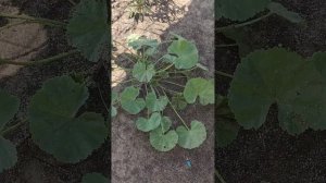 Калачики или Просвирник