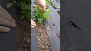 Обзор грядки морковь и лук под укрывным