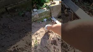 Простое размножение смородины осенью