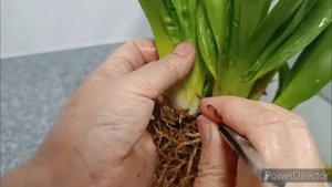 Пересадка камбрии🌿#Грунт для камбрии!