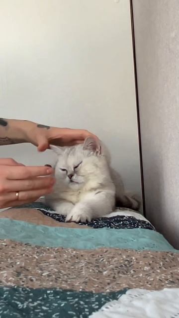 Легендарное сопротивление Алисы. Не хочет принимать л смотреть онлайн