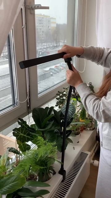 Арт: 343360426 #цветы #растения #комнатныерастения #свет смотреть онлайн