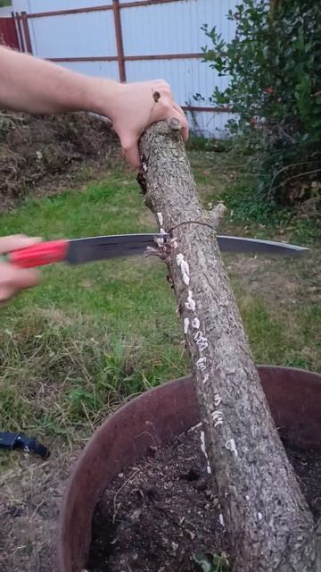 Посадский Самурай! смотреть онлайн