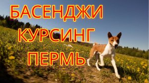 БАСЕНДЖИ КУРСИНГ ПЕРМЬ - ЛЕТЯЩЕЙ ПОХОДКОЙ FPV