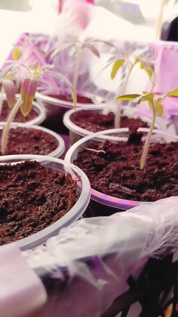 Рассада томатов☘️ #фитолампа #ленобласть смотреть онлайн