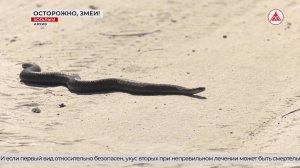В Когалыме активизировались змеи: зафиксированы первые случаи