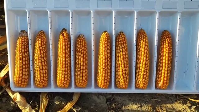 Лидеры в производстве зерна кукурузы смотреть онлайн