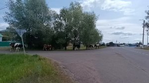 Сельская идиллия. Даешь все натуральное!!!