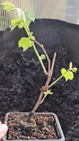 🍇 Саженцы винограда с Wildberries