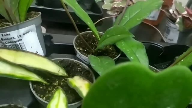 Ростов-на-Дону, Флориссима,ул.Береговая 4 г - суккулент? смотреть онлайн