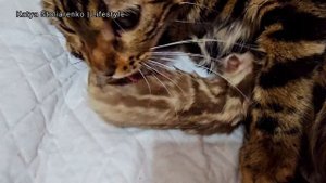 VLOG: роды бенгальской кошки, сколько котят выжило? Что с