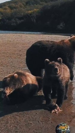 Камчатские медведи на рыбалке.