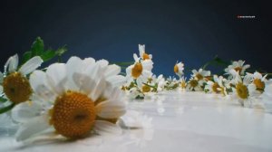 Ромашки: Удивительные Факты, История и Применение