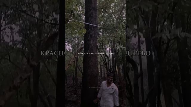 Самое ценное дерево в мире - 2025 год