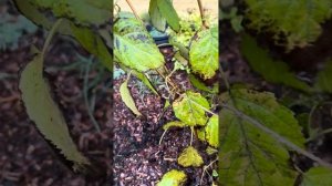 Обрезка древовидной гортензии Аннабель Стронг (3-х лет