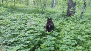 Канадский волк - гибрид. 5 июня 2025.