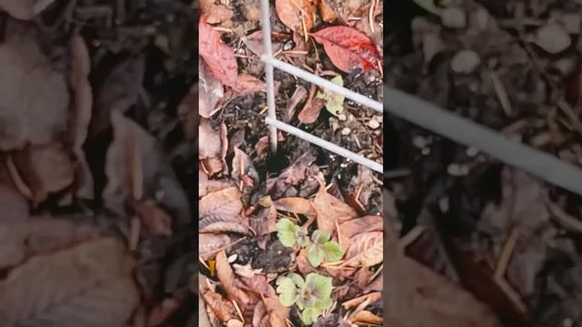 Украшения местного огорода 🍁😅 смотреть онлайн