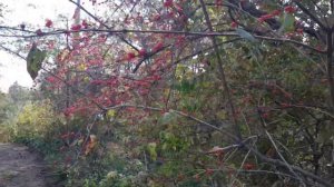 Жимолость Маака. 11 октября 2024 г.