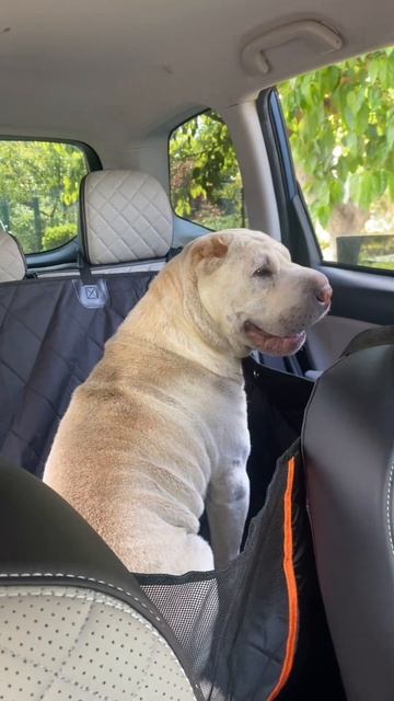 накидка, гамак для перевезення собак в автомобілі смотреть онлайн