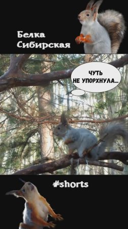 Белка решилась взобраться на бабочку-качельку