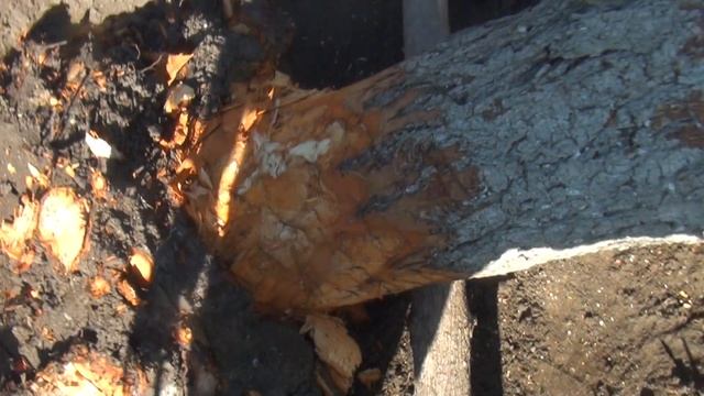 ЧЕМПИОН 256! КОРЧУЮ ПЕНЬ! смотреть онлайн