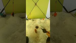 Испытание прикормки на ленка и хариуса.