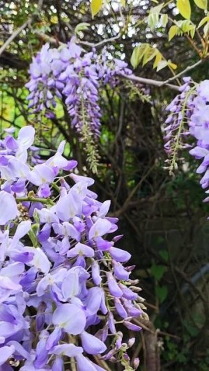 как цветет глициния в начале мая в Геленджике #цветы #дерево #цветущийсад