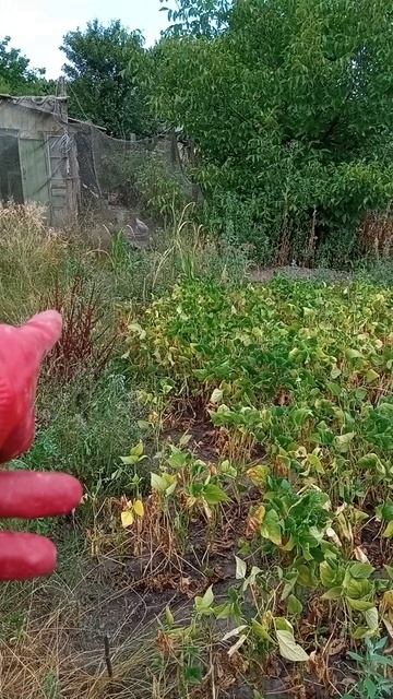 Фасоль сильно сохнет 22 июля 2024 смотреть онлайн