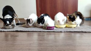 У наших кошек и котят есть все. Новорожденный котенок, милые котята и их мама-кошка.